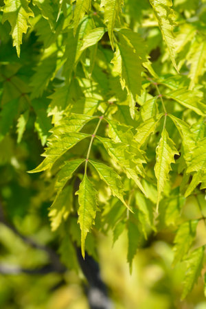 Trumpet creeper Madame Galen leaves - Latin name - Campsis x tagliabuana Madame Galen