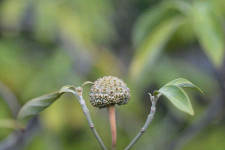 Himalayan evergreen dogwood unripe fruit - Latin name - Cornus capitata