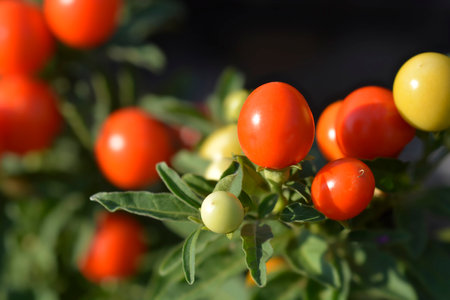 False Jerusalem cherry - Latin name - Solanum pseudocapsicumの写真素材