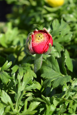 Persian buttercup red flower bud - Latin name - Ranunculus asiaticusの写真素材