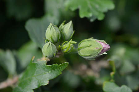 Rose Of Sharon flower buds - Latin name - Hibiscus syriacus