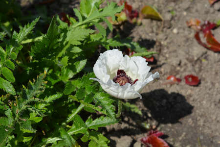 Oriental poppy Royal Wedding flowers - Latin name - Papaver orientale Royal Weddingの写真素材