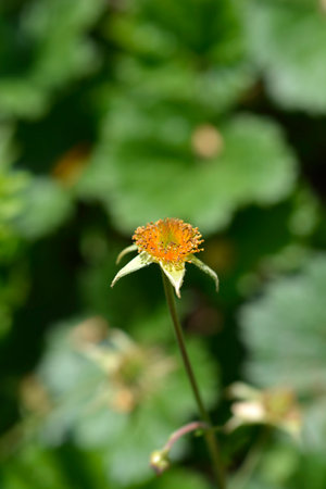 Orange avens cultivar seed head - Latin name - Geum * heldreichiiの写真素材