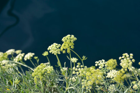 Sea fennel flower - Latin name - Crithmum maritimumの写真素材