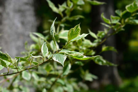 Silver and Gold Red-osier Dogwood leaves - Latin name - Cornus sericea Silver and Gold (Cornus...