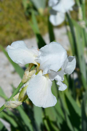 Tall bearded iris Tranquility flower - Latin name - Iris barbata elatior Tranquility