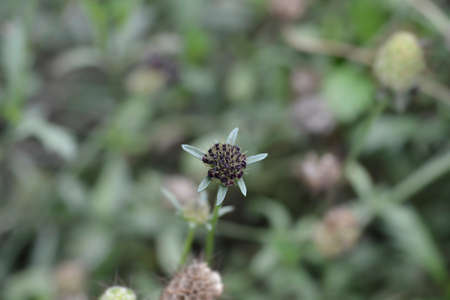 Pincushion flower Black knight flower bud - Latin name - Scabiosa atropurpurea Black knight
