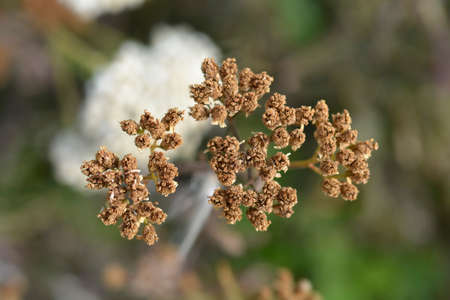 Yarrow seed heads - Latin name - Achillea millefoliumの写真素材