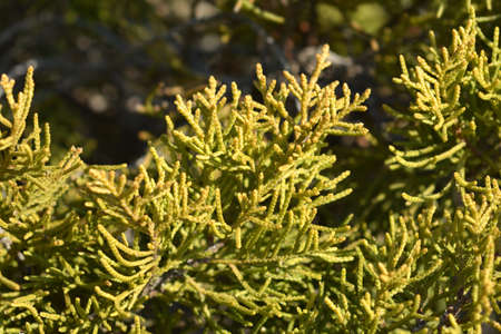 Chinese Juniper Old Gold - Latin name - Juniperus x media Old Gold