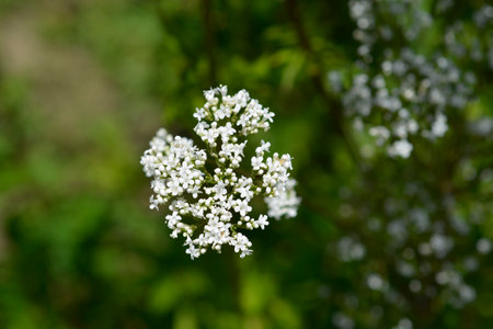 Common valerian flowers - Latin name - Valeriana officinalisの写真素材