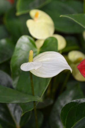 Flamingo flower - Latin name - Anthurium andraeanumの写真素材