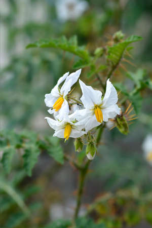 Sticky nightshade flowers - Latin name - Solanum sisymbriifoliumの写真素材