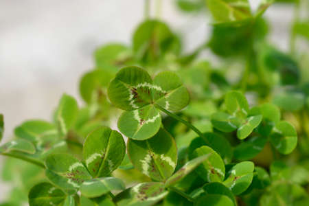 Dutch clover cultivar leaves - Latin name - Trifolium repensの写真素材