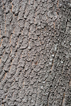 Judas tree bark detail - Latin name - Cercis siliquastrumの写真素材