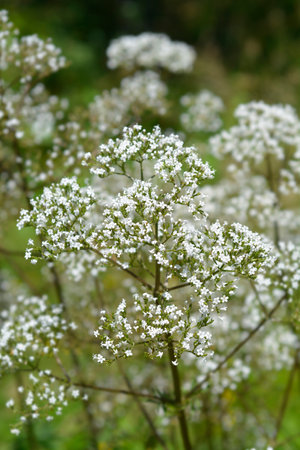Common valerian flowers - Latin name - Valeriana officinalis