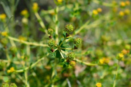 Spiny spurge - Latin name - Euphorbia spinosaの写真素材