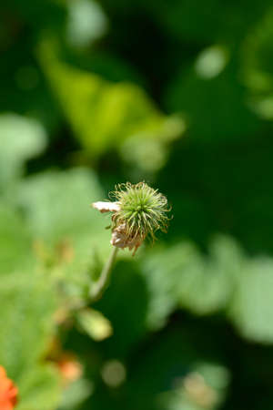 Orange avens cultivar - Latin name - Geum * heldreichii