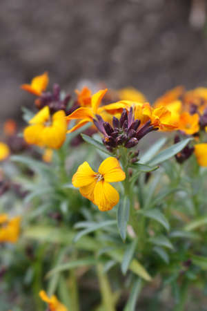 Wallflower Tom Thumb flowers - Latin name - Erysimum cheiri Tom Thumbの写真素材