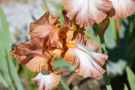 Tall bearded iris Wild Ginger flowers - Latin name - Iris barbata elatior Wild Ginger