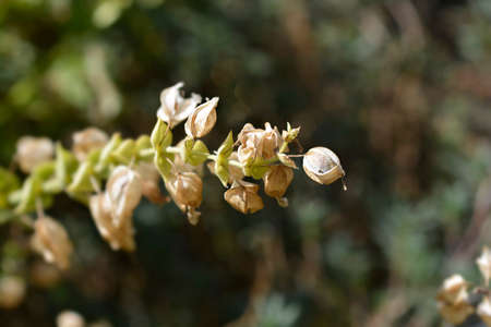 Monkey flower seed pods - Latin name - Mimulus luteusの写真素材