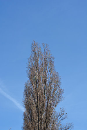 Lombardy poplar bare branches against blue sky - Latin name - Populus nigra var. italicaの写真素材