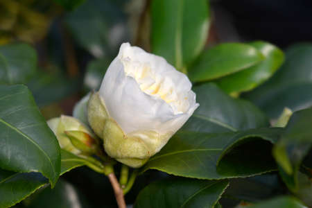 Camellia Brushfields Yellow flower - Latin name - Camellia japonica Brushfields Yellowの写真素材