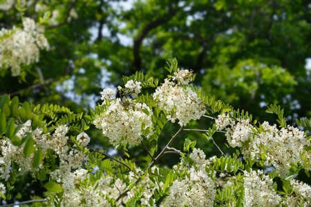 Black locust branches with flowers - Latin name - Robinia pseudoacaciaの写真素材