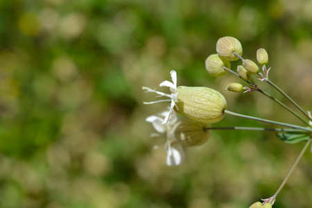 Bladder campion flowers - Latin name - Silene vulgarisの写真素材