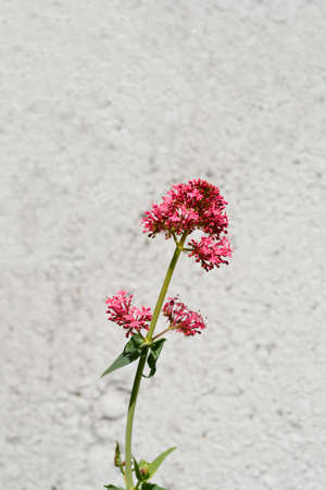 Red valerian flower - Latin name - Centranthus ruberの写真素材