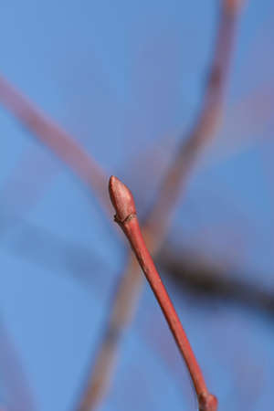 Caucasian lime branch with buds against blue sky - Latin name - Tilia x euchlora