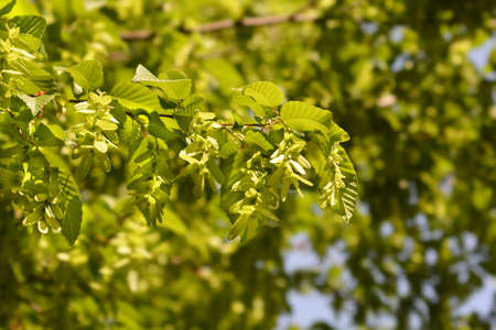 Common hornbeam branch - Latin name - Carpinus betulusの写真素材