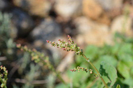 Shield dock flower buds - Latin name - Rumex scutatus
