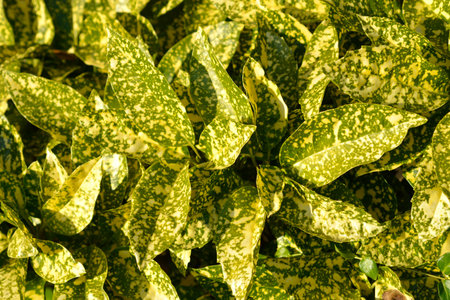 Variegated Japanese laurel leaves - Latin name - Aucuba japonica Variegata