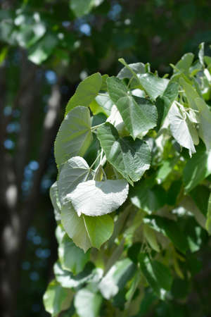 Silver lime leaves - Latin name - Tilia tomentosa