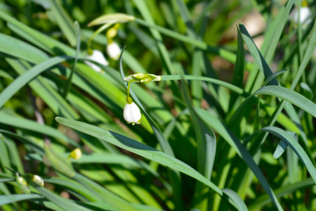 Spring snowflake flowers - Latin name - Leucojum vernum