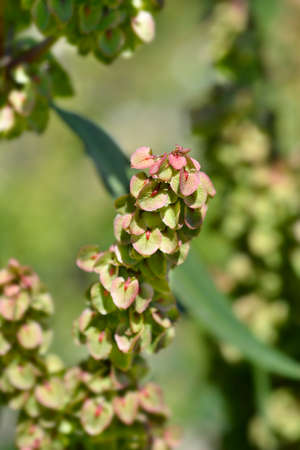 Patience dock - Latin name - Rumex patientiaの写真素材
