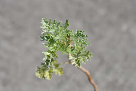 Common wormwood leaves - Latin name - Artemisia absinthiumの写真素材