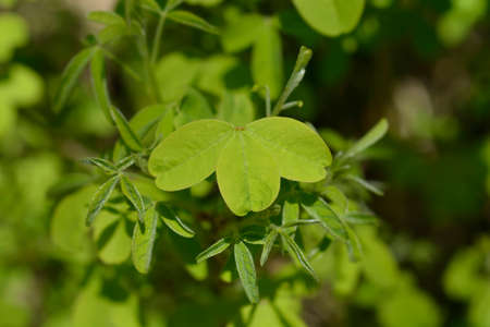 Dalmatian laburnum leaves - Latin name - Petteria ramentacea