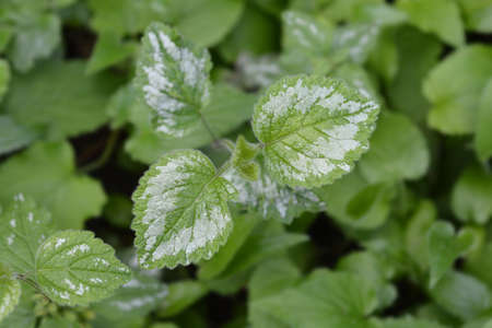Variegated Yellow archangel leaves - Latin name - Lamium galeobdolon subsp. argentatum