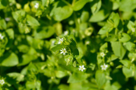 Common chickweed flowers - Latin name - Stellaria media