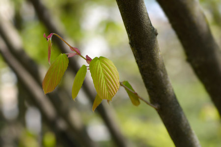Spike witch hazel branch - Latin name - Corylopsis spicataの写真素材