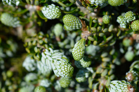 Korean Fir Kohouts Ice Breaker - Latin name - Abies koreana Kohouts Ice Breaker