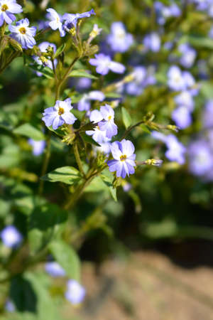Bush violet flowers - Latin name - Browallia americana