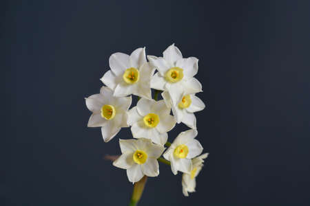 Bunch-flowered narcissus flowers - Latin name - Narcissus tazettaの写真素材
