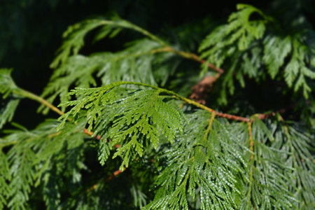 Western Red Cedar branch - Latin name - Thuja plicata