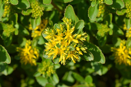 Orange Stonecrop Weihenstephaner Gold flowers - Latin name - Sedum kamtschaticum var. floriferum ...