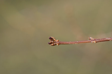 Weeping forsythia branch with buds - Latin name - Forsythia suspensa