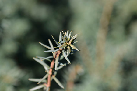 Irish Yew leaves - Latin name - Taxus baccata