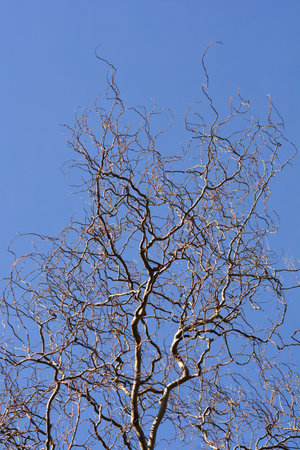 Dragons claw willow bare branches against blue sky - Latin name - Salix matsudana Tortuosa