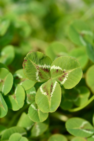 Dutch clover cultivar leaves - Latin name - Trifolium repens